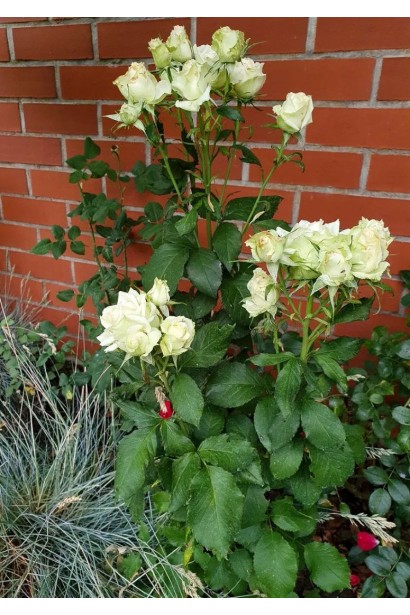 Кущ троянди Лавлі Грін на клумбі